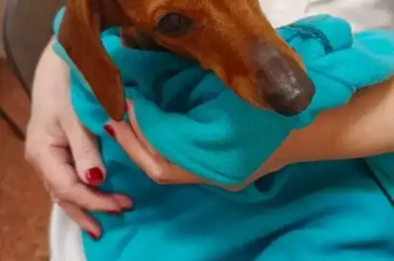 Найдена собака, Гатчина, фото: Такса найдена у поликлиники, Хохлова 9