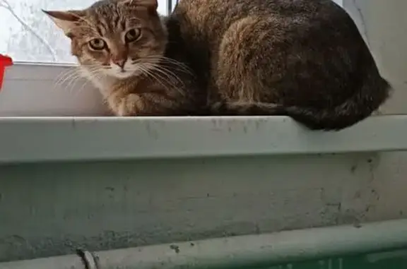 Объявления о пропавших и найденных животных, Нижний Новгород, фото: Кошка найдена: Авангардная ул., Н. Новгород