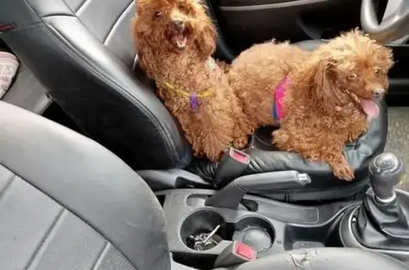 Пропала собака в п. Фазанный, Комсомолец - photo