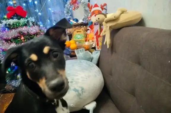 Пропала собака, ул. Ленина, 46, Новокузнецк - photo