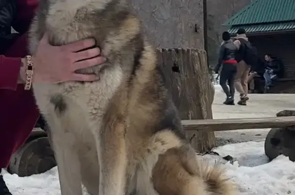 Пропала собака: Таганрог, ул. Л. Чайкиной, 230 - photo