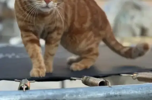 Пропала кошка, ул. Центральная, 52, Ставрополь - photo