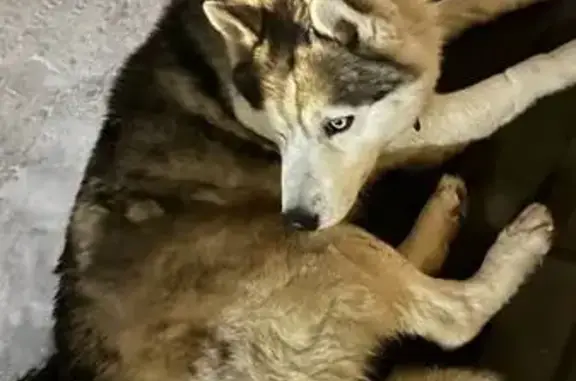 Найдена собака, Светлогорск, фото: Хаски найден в Светлогорске, Дачная 4