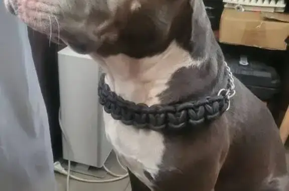 Найдена собака, Бушарино, фото: Собака найдена: Бушарино, МО