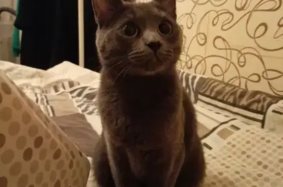 Пропала кошка, ул. Атарбекова 24, Краснодар - photo