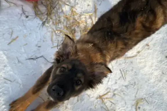 Объявления о пропавших и найденных животных, Алексин, фото: Щенята под лавкой, ул. 238 Дивизии, 9