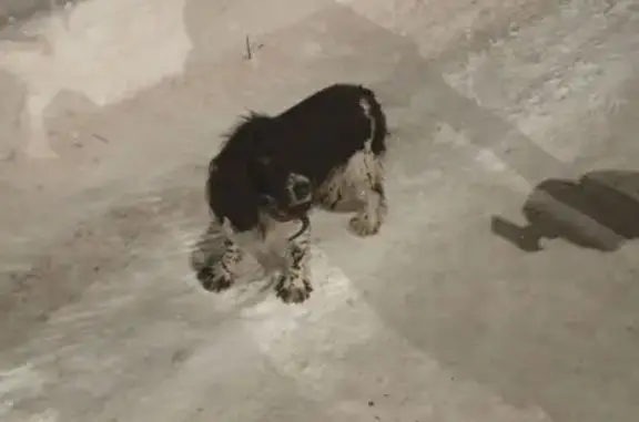 Объявления о пропавших и найденных животных, Нижний Новгород, фото: Собака найдена: Базарная 12, Н. Новгород