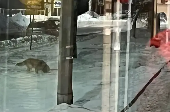 Найденные животные Петрозаводск, фото: Собака найдена на Ла-Рошель, 5А