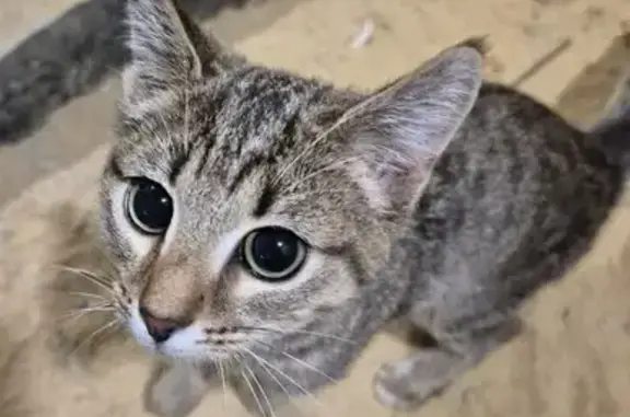 Найдена кошка, Медведево, фото: Котенок найден: ул. Кирова, 14, Медведево