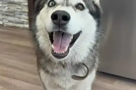 Пропала собака в Уфе, Демский район - photo