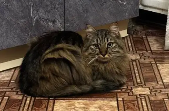 Найдена кошка, Санкт-Петербург, фото: Кошка найдена, ул. Бабушкина, 111, СПб