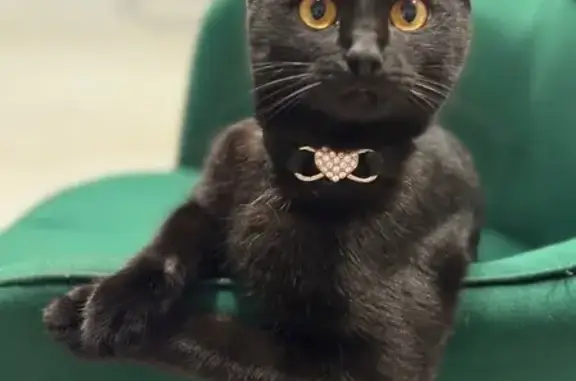 Пропала кошка, Малая улица, Сочи - photo