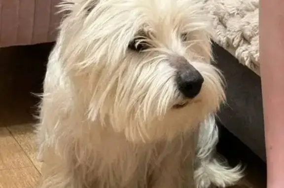 Найдена собака, Москва, фото: Найдена собака, Большая Черкизовская, Москва