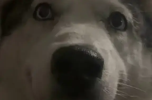 Пропала собака, Столбовая, Кузнецкая 8А - photo