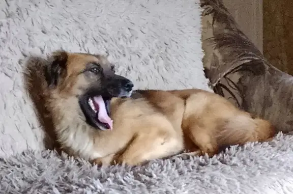 Пропала рыжая собака, Пушанино, Пенза - photo