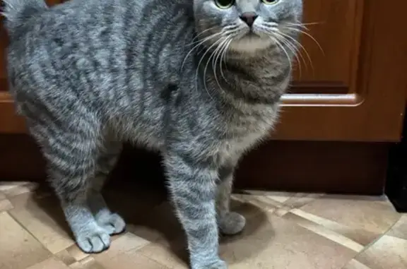 Найдена кошка, Волгоград, фото: Кошка найдена на Пархоменко, 43, Волгоград