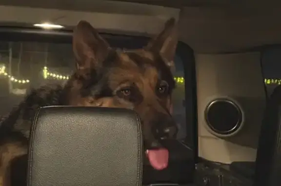 Найдена собака, Арейское, фото: Собака найдена на трассе 04Н-313, Арейское