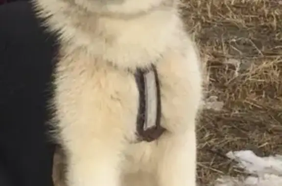 Пропала собака в Саранске, Николаевка - photo