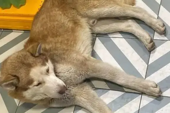 Найдена собака, Анапа, фото: Найдена хаски в Анапе, Краснодарский край