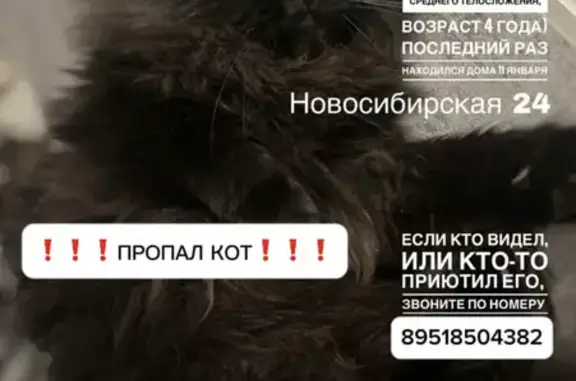 Пропал кот, Новосибирская ул., 24, Воронеж - photo