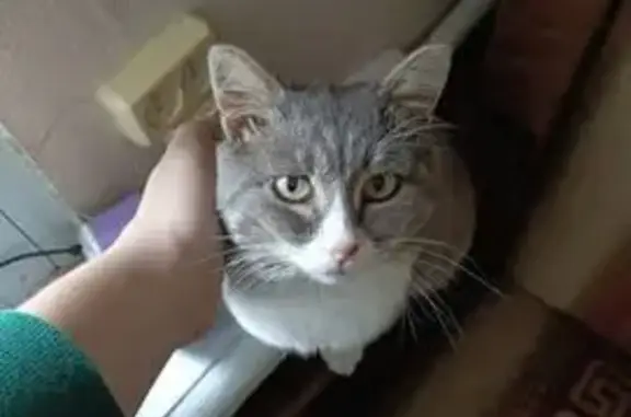 Пропал кот, Фабричный проезд, Подольск - photo