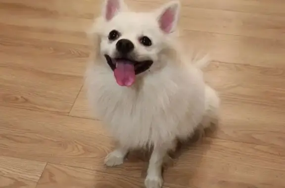 Объявления о пропавших и найденных животных, Москва, фото: Найдена собака в Новоподрезково, Москва