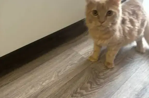 Найдена кошка, Тула, фото: Найдена кошка у подъезда, Дементьева 12