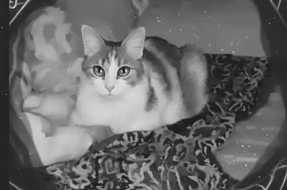 Пропала кошка, ул. Фрунзе, СПб - photo