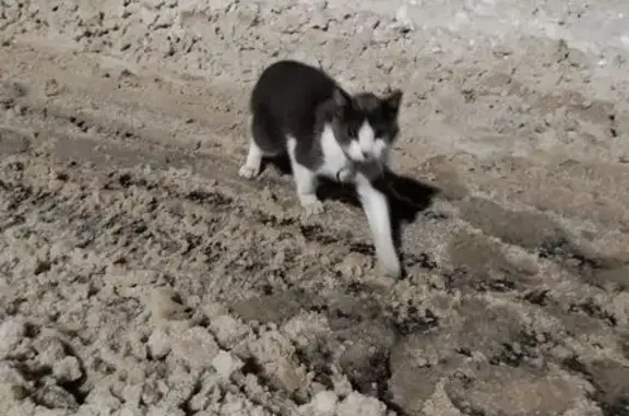 Найдена кошка, Калининград, фото: Кошка найдена: пер. Куйбышева 13Б, Калининград