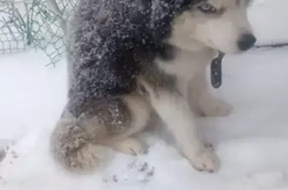 Найдена собака, Ростов-на-Дону, фото: Собака найдена: Газетный пер., Ростов-на-Дону