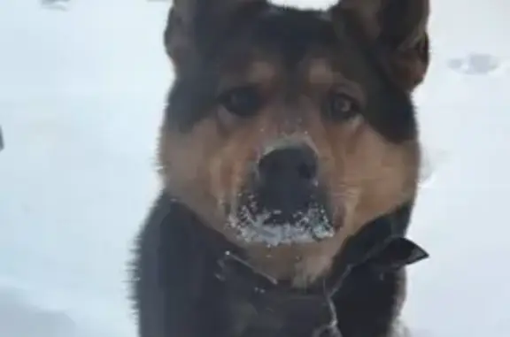 Найдена собака, Большие Кабаны, фото: Собака найдена: ул. Г. Давыдова, 18, Б. Кабаны