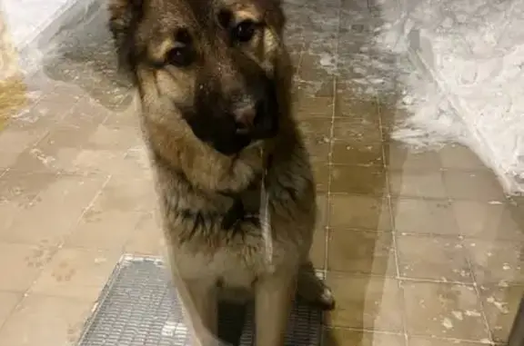 Найдена собака, Малое Васильково, фото: Собака найдена в Малом Васильково