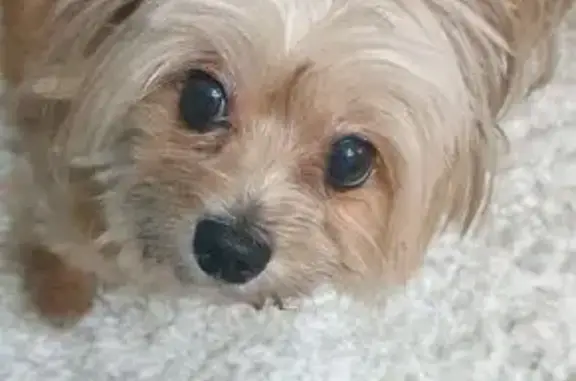 Найдена собака, Ставропольская, фото: Собака найдена у Магнит Косметик, Ставропольская