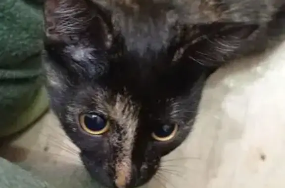 Пропала кошка, ул. Олега Кошевого, 22 - photo