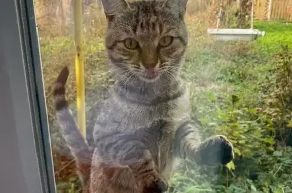 Кошка найдена: 1-я ул. Бутурлиных, 37, Ульяновск - photo