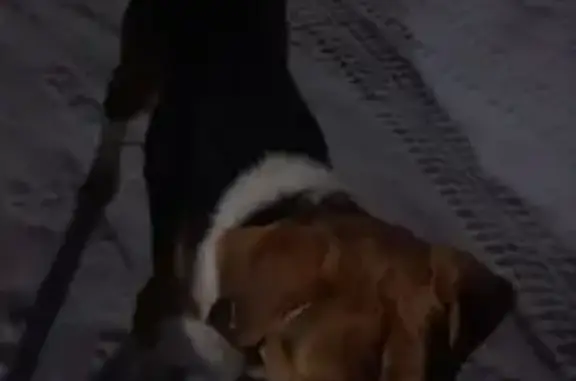 Найдена собака, Светлый, фото: Собака найдена: ул. Молодёжная, Светлый