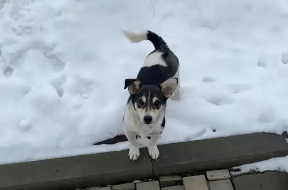 Пропала собака, Овражная 15, Саранск - photo