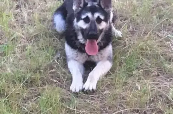 Пропала собака, Рождественская ул., Новоподклетное - photo