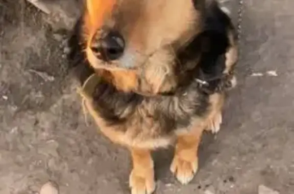 Пропала собака, ул. Седова 2, Пенза - photo