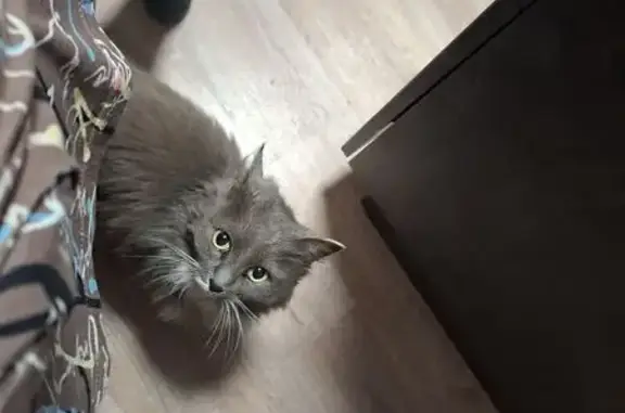 Найдена кошка, Биробиджан, фото: Кошка найдена: ул. Чапаева, 23, Биробиджан