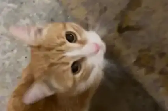 Найдена кошка, Санкт-Петербург, фото: Кошка найдена: 18-19-я линии В.О., 12