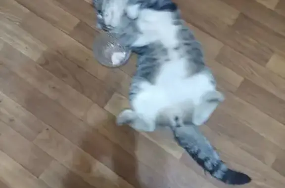 Пропала кошка, Синельниковская ул., Москва - photo