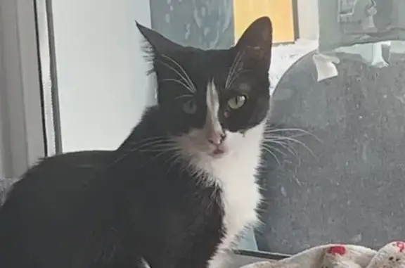 Кошки потеряшки, Ижевск, фото: Потеряшка кошка, Школьная ул. 51, Ижевск