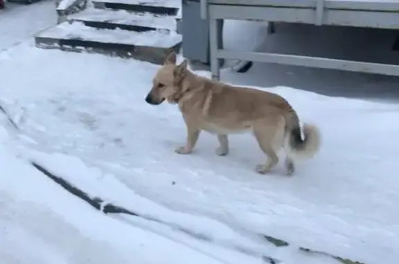 Пропала собака Дик, Свердловская 6Б - photo