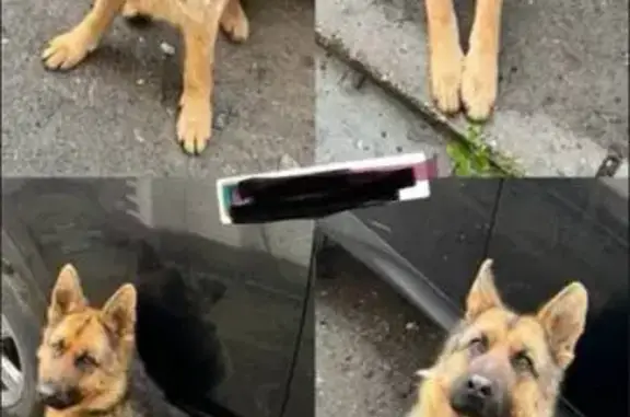 Пропала овчарка Мира, Пермь, Карьерная 58 - photo