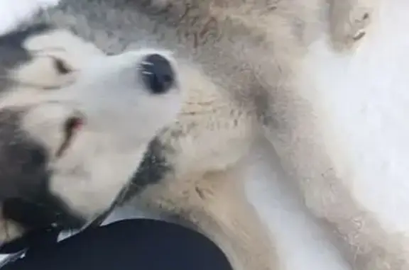 Найдена собака, Якутск, фото: Хаски найдена: ул. Маяковского, Якутск