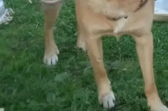 Пропала собака на ул. Терёхина, Архангельск - photo