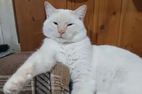 Пропала кошка, Берёзовка парк, МО - photo