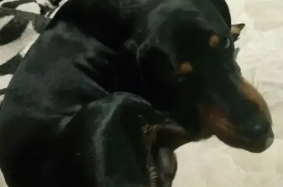 Собака найдена у церкви, пл. Нар. Ополчения, 1 - photo