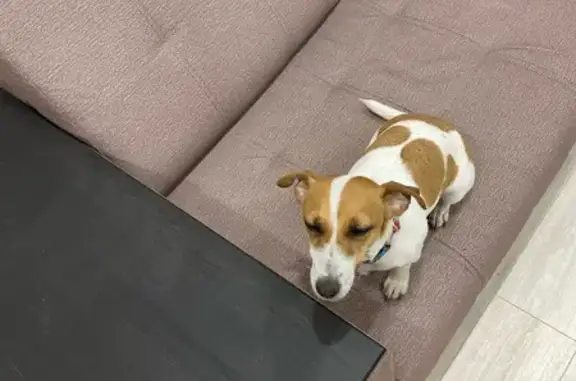 Пропала собака, Дзержинск, Циолковского 39А - photo